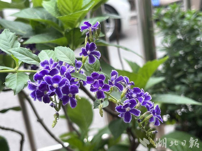 金鸡下蛋老虎机什么打